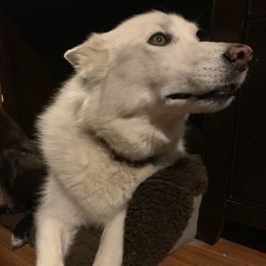 Meet your Posher, Rose